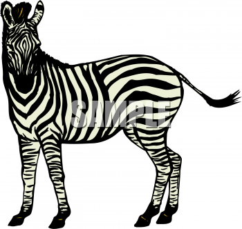 Zebra Clipart