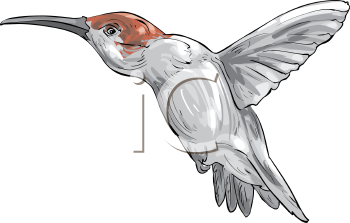 Hummingbird Clipart