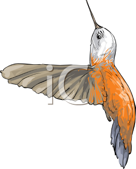 Hummingbird Clipart