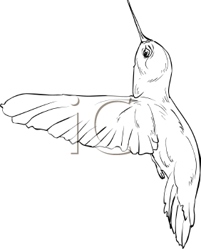 Hummingbird Clipart