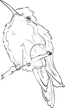 Hummingbird Clipart