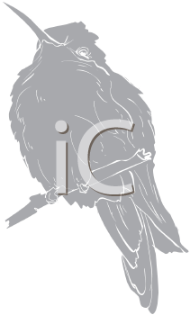 Hummingbird Clipart