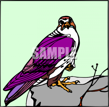 Falcon Clipart