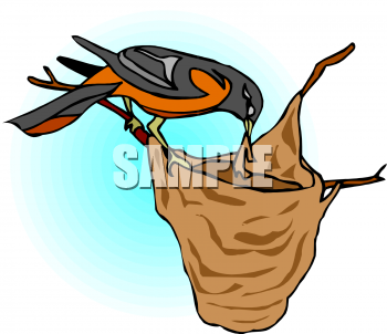 Oriole Clipart