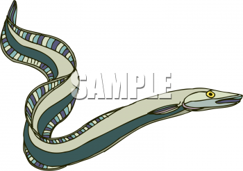 Eel Clipart