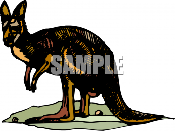 Kangaroo Clipart