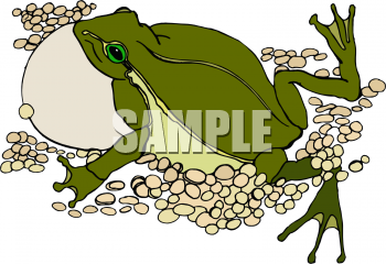 Toad Clipart