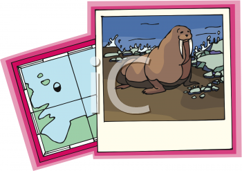 Walrus Clipart