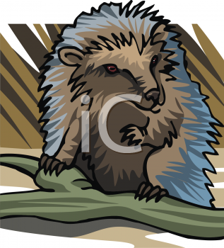 Porcupine Clipart