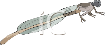 Dragonfly Clipart