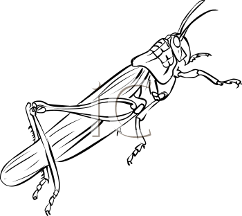 Grasshopper Clipart