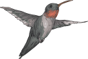 Hummingbird Clipart