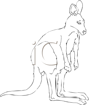 Kangaroo Clipart