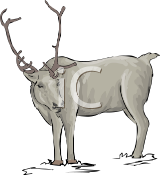 Reindeer Clipart