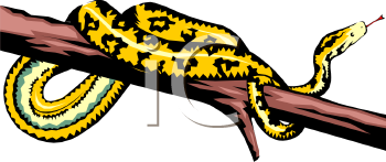 Lizard Clipart