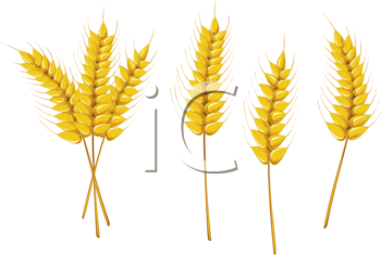 Thanksgiving Clipart
