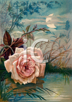 Rose Clipart