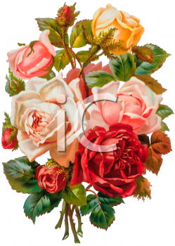 Rose Clipart