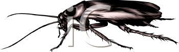Bug Clipart
