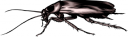 Bug Clipart
