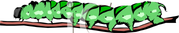 Bug Clipart