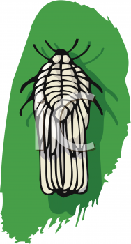 Bug Clipart