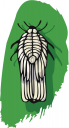 Bug Clipart