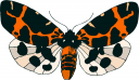 Bug Clipart