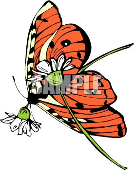 Bug Clipart