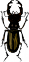 Bug Clipart
