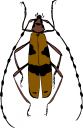 Bug Clipart