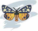 Bug Clipart