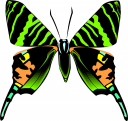 Bug Clipart