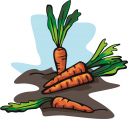 Carrot Clipart