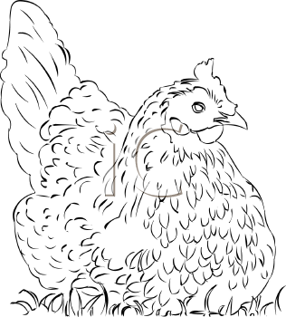 Royalty Free Chicken Clipart