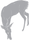Deer Clipart