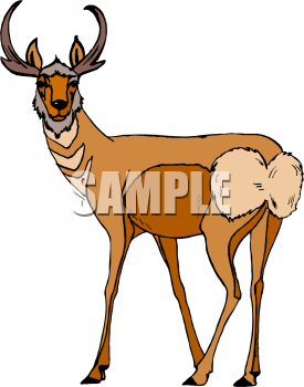 Deer Clipart