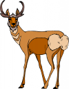 Deer Clipart