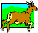 Deer Clipart
