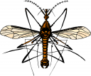 Bug Clipart