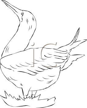 Duck Clipart