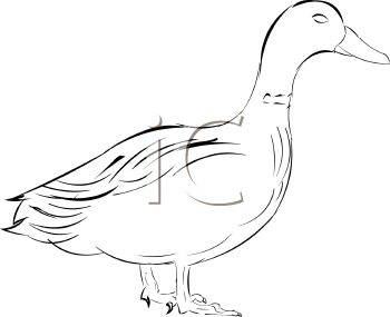 Duck Clipart