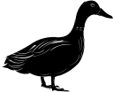 Duck Clipart