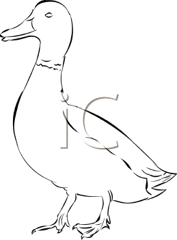 Duck Clipart