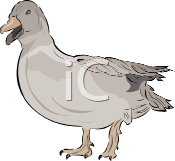 Duck Clipart