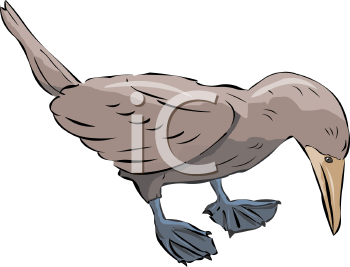 Duck Clipart