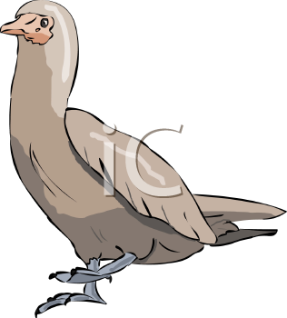 Duck Clipart