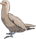 Duck Clipart