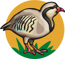 Duck Clipart