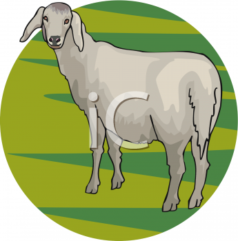 Sheep Clipart